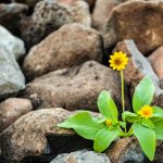 A vibrant yellow flower blooming amidst rugged brown rocks, symbolizing resilience.