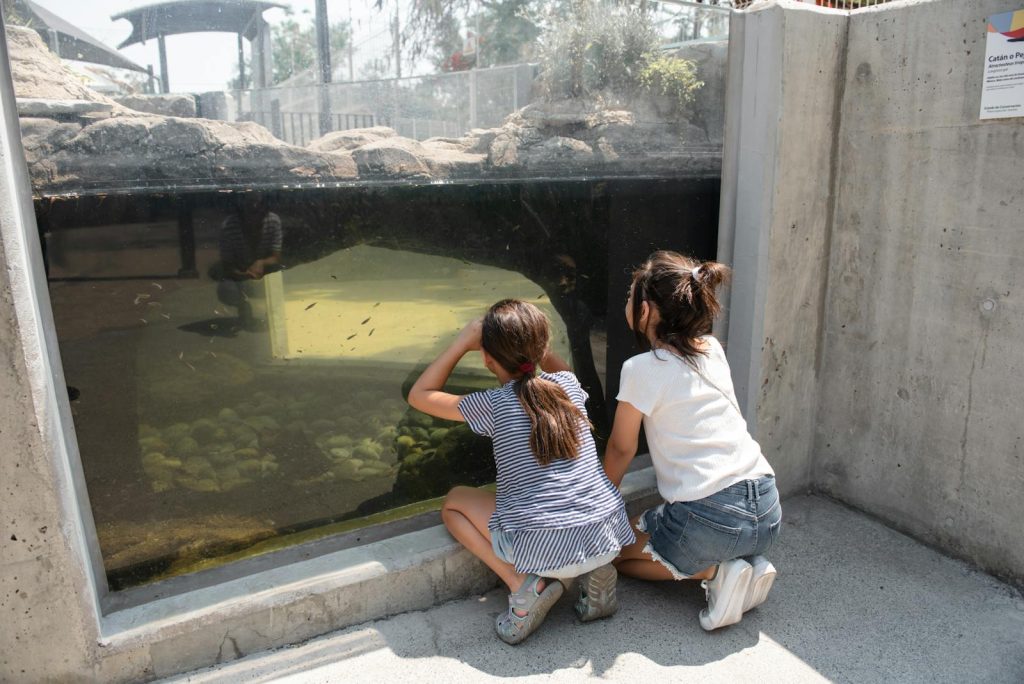 Two young girls intently watching aquatic life through a glass tank at an outdoor aquarium.